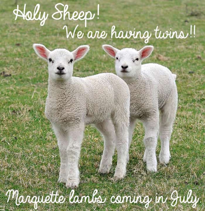 twin pregnancy announcement with sheep