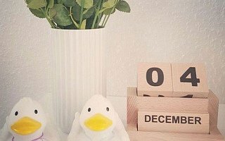 twin gender reveal